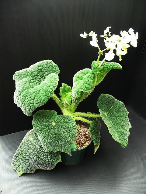 B. carrieae